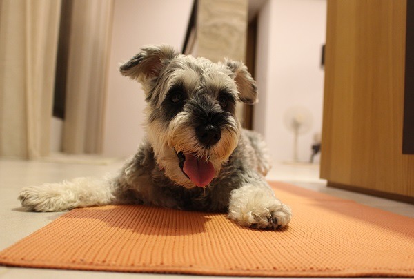 台灣動物新聞網將改版,希望公民記者多多參與。 何宜/攝