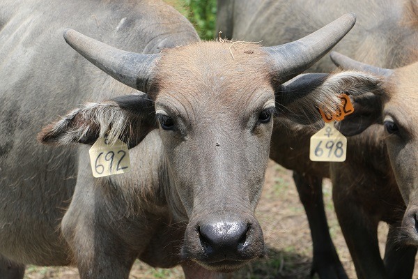 除了狗貓受到的待遇,經濟動物的動物福祉也應該受到關注。 黃慶榮/攝