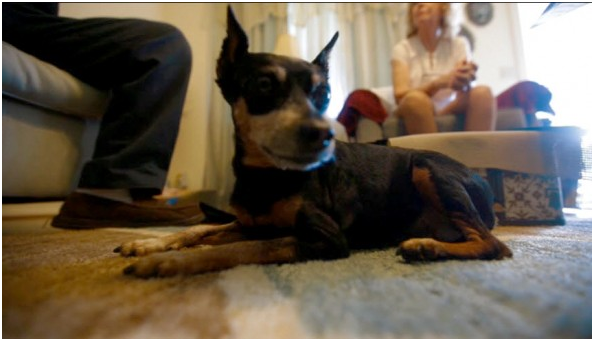 10年之間，薩布麗娜兩次先期發現主人的癌病。   取自與狗生活