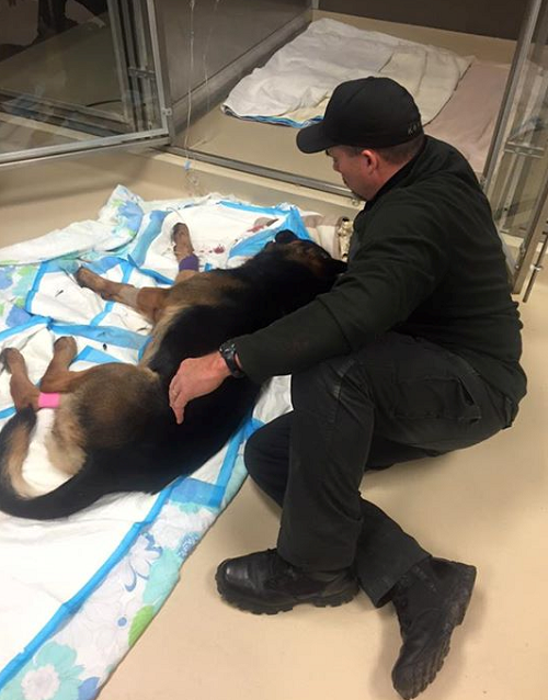 傑索在搭檔戴維斯警官的陪伴下，走完牠短暫的一生。 取自網路