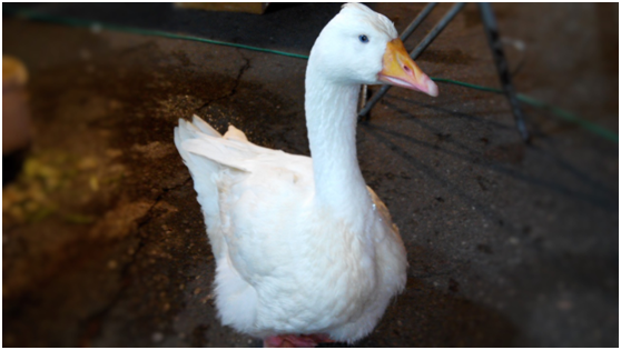 大白鵝？大白鴨？傻傻分不清！有著一雙藍色漂亮眼睛的ㄧㄚㄧㄚ，可是隻秀氣的大白鵝。 瑭芯/攝