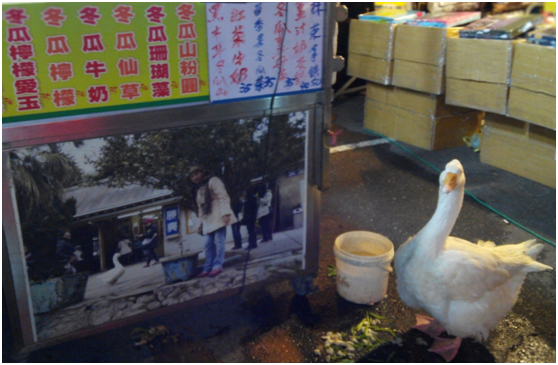 大白鵝「ㄧㄚㄧㄚ」隨著家人環島四處遊玩，所到之處都吸引一堆粉絲合影。瑭芯/攝