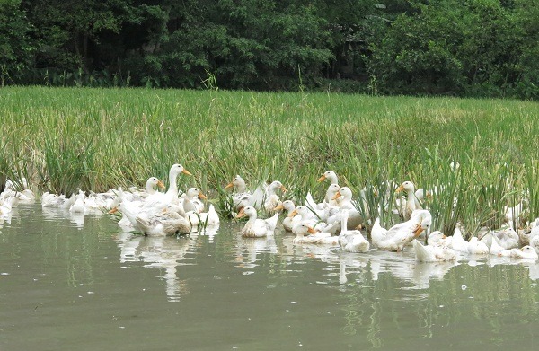 鴨稻共生是越南農民迄今仍盛行的農牧方式。     蕭士塔/攝