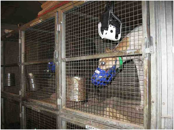 賽狗在不出賽的時間，就住在如此狹小、惡劣的籠舍裡，腿斷了也往往得不到醫療照顧。 取自網路