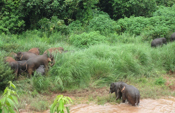 中國境內僅存300餘頭野生亞洲象。但自從2011年亞洲象在江城縣境內出現後,已造成多起傷人致死事故。 中新社/提供