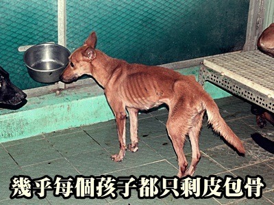 燕巢收容所裡的毛孩，每隻都瘦到見骨，讓動保團體大為忍。取自高雄市關懷流浪動物協會官網