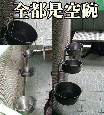 高雄燕巢收容所去年被動保團體查到餵食不足。取自高雄市關懷流浪動物協會官網