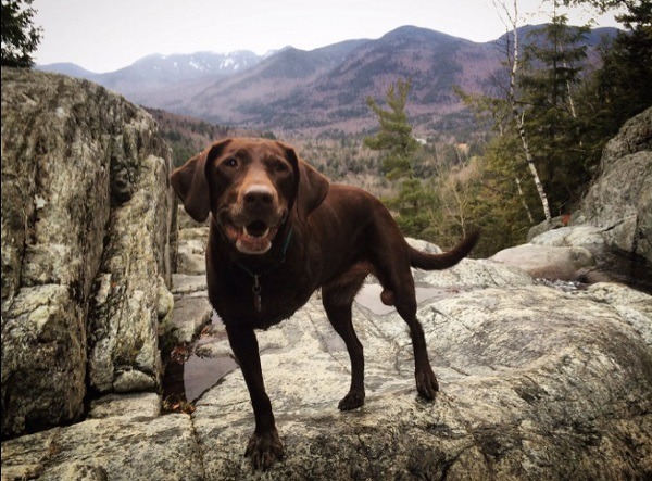 貝拉因骨癌截肢，並在2015年5月被獸醫師宣判只剩3到6個月的生命期，但牠在和庫勒的探險之旅中越來越有活力。  取自網路