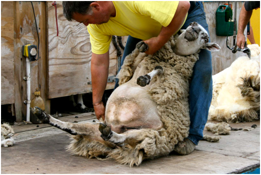 美國善待動物組織揭露澳洲和美國羊毛產業的殘忍內幕。此為示意圖。　取自網路
