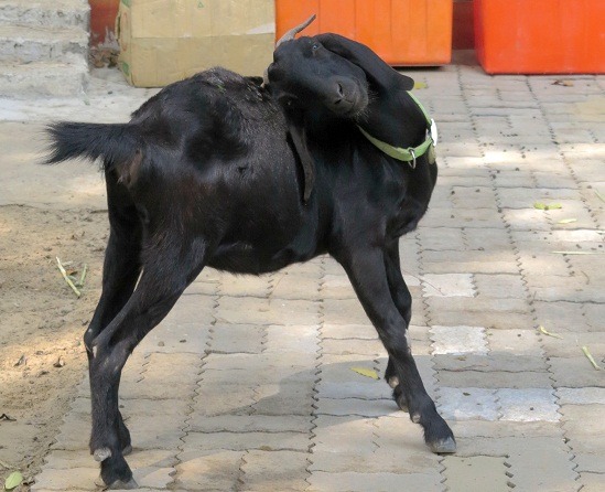 讓羊在校園草皮吃草，是最環保的除草機。   蕭士塔/攝