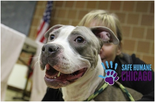 警察聽到楊柳和牠的小狗的哀嚎聲，發現牠們挨餓，並生活在污穢惡劣的環境裡。     取自網路