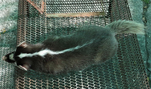 鼬獾由頭頂經後頸至背中央有一白色縱帶，為其重要特徵。 蕭士塔/攝