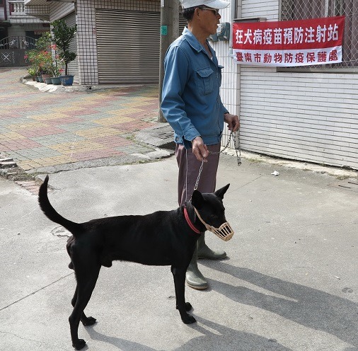 疫區的家犬施打疫苗後就是稱職的「防疫犬」，驅逐鼬獾不怕感染狂犬病。蕭士塔/攝