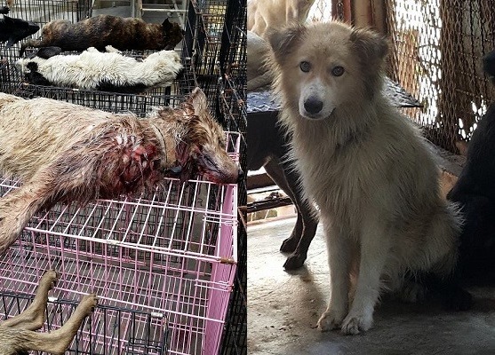 民雄收容所志工積極送養的小帥犬，因為被塞入運送車，慘遭其他狗隻咬死，讓志工極為心痛。 台南護生園/提供、右圖取自「非官方嘉義縣民雄收容所流浪犬中途之家」