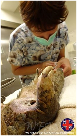 儘管沒有醫治成功，野生動物急救站還是十分感謝發現穿山甲的工人，讓牠最後不是在野外孤單等待死亡。  野生動物急救站/提供