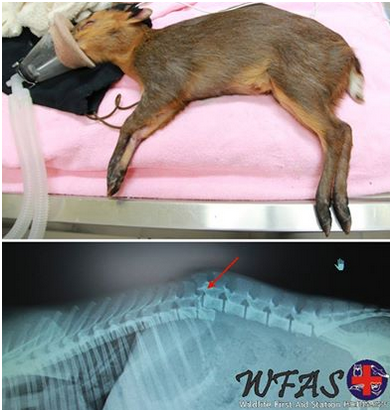 山羌後腿雖還有痛覺反應卻無法站立，從X光照片可發現牠第一、第二節腰椎錯位，研判是被狗追逐時遭受外力撞擊或從高處摔下所致。 野生動物急救站/提供