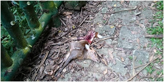 山羌陳屍於102縣道。 　Chad Chiang/攝‎，四處爬爬走(路殺社, Reptile Road Mortality)/提供