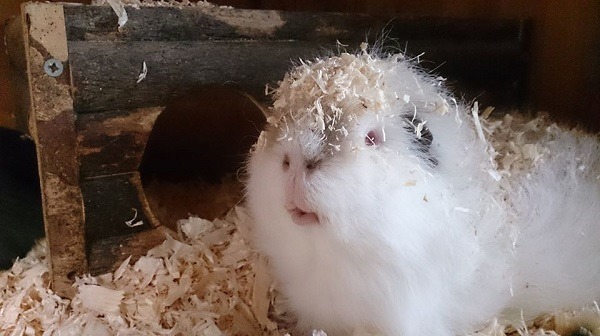 當天竺鼠要幹嘛?就是吃飽睡,睡飽吃的過節啊!照片來源:小熊天竺鼠收容中心臉書