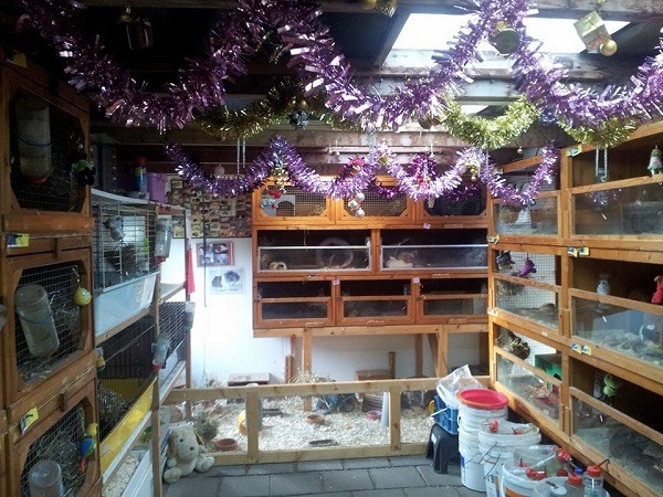 漢娜.史瓦那女士在荷蘭北部成立的「小熊」天竺鼠收中心。照片來源：小熊天竺鼠收容中心臉書