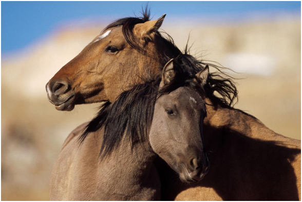 野馬(Mustang)思考的方式，與別的馬有些不同。取自網路