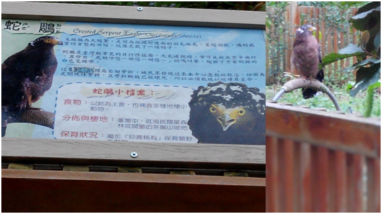 被送進急救站的野生動物，包括穿山甲、山羌、貓頭鷹、獼猴和猛禽，每隻動物都有屬於牠們的故事！ 瑭芯/攝