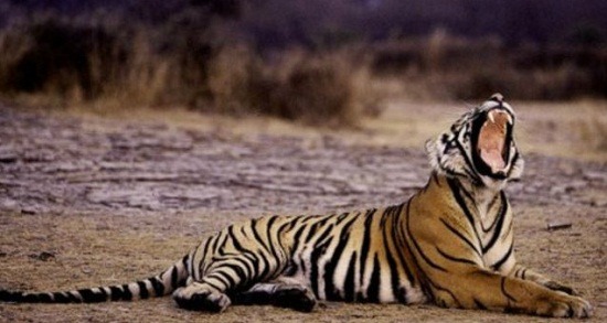 全球僅存3200隻野生虎，有半數在印度，現在也面臨生存威脅。  取自網路