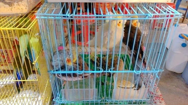 4隻鸚鵡擠在小鳥籠讓人看不過去。蕭士塔/攝