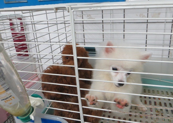 新北動保處昨天在板橋湳雅夜市查獲無照攤商，當場沒入6隻幼犬。新北動保處/提供