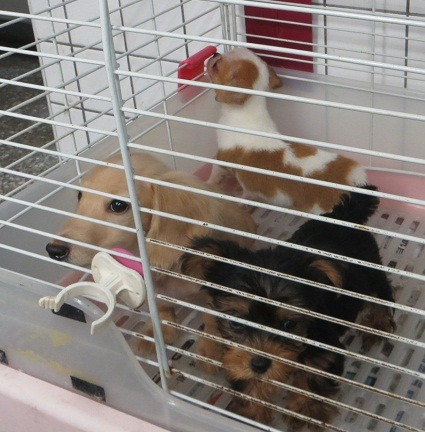 昨天沒入的臘腸犬將在完成絕育後立即開放認養。新北動保處/提供