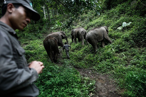 野生亞洲象殺人事件，造成雲南江城縣縣民極度不安。  取自網路