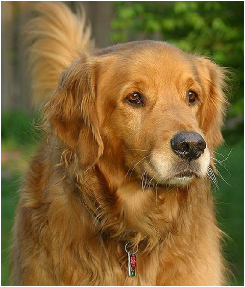  黃金獵犬有嚴重的腫瘤問題。    取自flickr