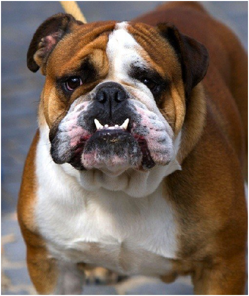 為了保持正常呼吸，鬥牛犬往往需要整型手術。      取自flickr