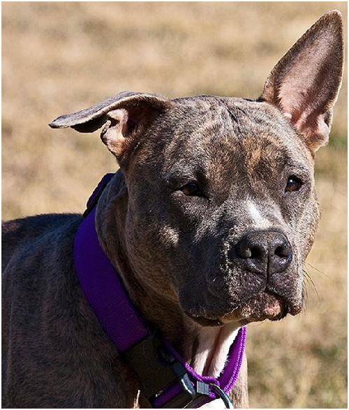 比特犬的問題和吉娃娃一 樣，數量多到找不到家。  取自 Flickr