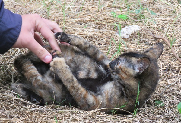養寵物就要有陪牠一輩子的打算。 蕭士塔/攝