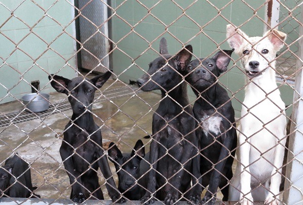 率先施行零撲殺的台南市,動物之家收容滿載。 蕭士塔/攝