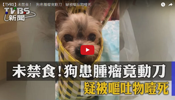 隨著家庭飼養貓狗的數量大增，醫療糾紛也層出不窮，更時常躍上媒體。 截圖自TVBS官網