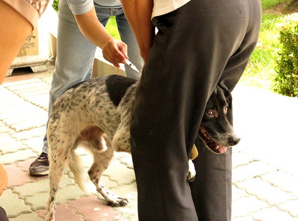 台南正在進行狂犬病疫區、警戒區第三梯次巡回注射，請飼主配合施打。    蕭士塔/攝