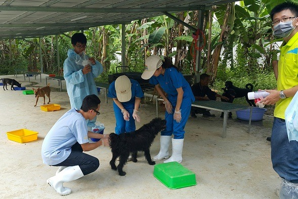 獸醫系實習生也參與私人收容所的注射工作。蕭士塔/攝