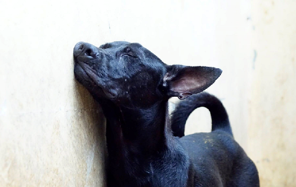 當牆是他們唯一的依靠時，該難過的應該是我們吧。Sunny Junior /攝 (新屋收容所實景)