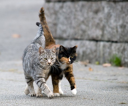 估計以色列有約200萬隻街貓。取自網路