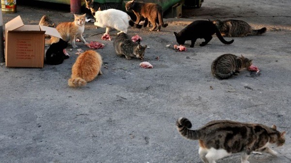 流浪貓在以色列城市的街頭，翻找垃圾食物。  取自網路