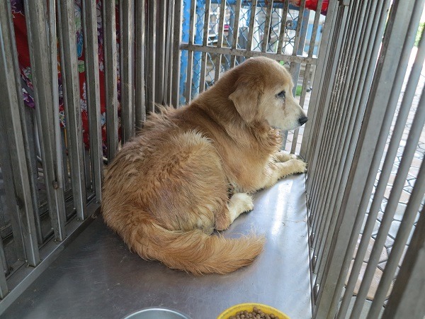 這隻有咬人記錄的黃金獵犬原本讓收容所很煩惱，但不久就被黃金獵犬同好團體成員認養。 蕭士塔/攝