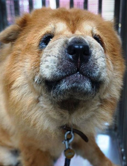 這隻咬人而被飼主二度送交的鬆獅犬，連稍微靠近都會警戒翻唇或露出鯨魚眼。 蕭士塔/攝