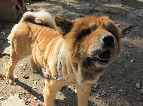 被送交或捕捉到收容所的鬆獅犬，雖是純種犬卻很難送養出去。  蕭士塔/攝