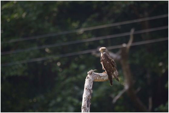 台灣除了每年3月份彰化縣野鳥學會【鷹揚八卦】的活動；10月份在墾丁社頂和滿州，墾丁國家公園管理處也會舉辦賞鷹活動；活動中都有專人解說，吸引民眾前往和這些過客做友善的交流。  游崇瑋/拍攝提供