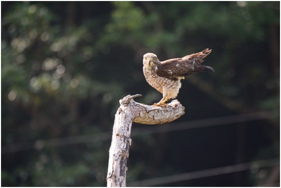 過去的人為捕捉甚為囂張，因為日本嚴禁捕捉南路鷹，凡捕捉者將受重刑，東洋人卻酷愛南路鷹標本，於是，他們就來臺灣高價大量收購南路鷹標本。 　　　　　　　　　　　　　　　　　　　　　　　　游崇瑋/拍攝提供