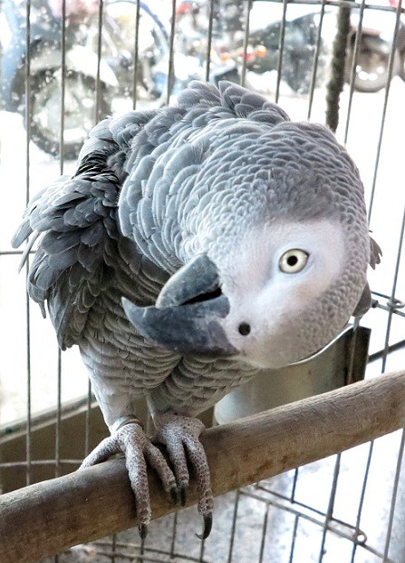 鸚鵡喜歡和人互動，撒嬌要人摸牠的脖子。        蕭士塔/攝