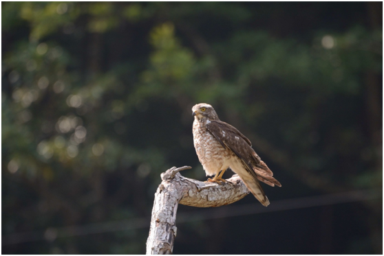 溫和的猛禽卻有著悲傷的命運，生態保育觀念興起後，1989年「野生動物保育法」公告實施，灰面鵟鷹被列入應予保育之保育類野生動物，此後有逐年增多的趨勢，仍是令人感到欣慰！ 游崇瑋/拍攝提供