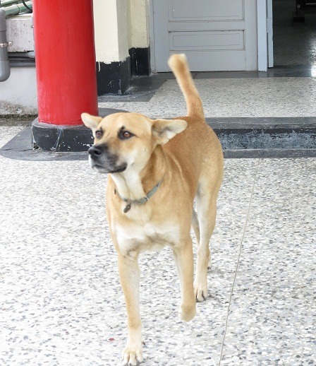 看到有來賓步入中庭，來福馬上起身趨前迎接。  蕭士塔/攝