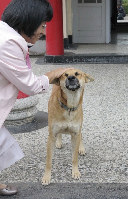 來福喜歡和客人撒嬌，讓人印象深刻。    蕭士塔/攝